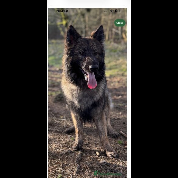 German Shepherd (Alsatian)