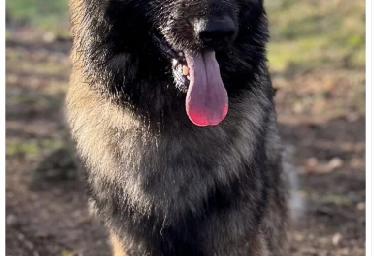 German Shepherd (Alsatian)