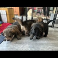 German Shepherd (Alsatian)