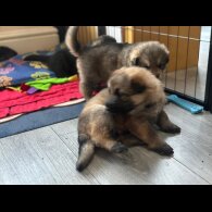 German Shepherd (Alsatian)