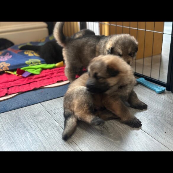 German Shepherd (Alsatian)