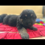 German Shepherd (Alsatian)