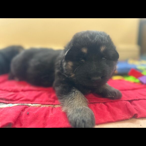 German Shepherd (Alsatian)