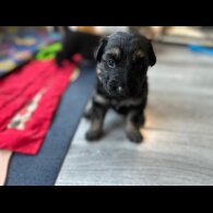 German Shepherd (Alsatian)