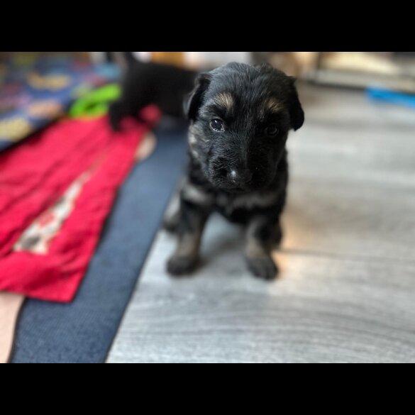 German Shepherd (Alsatian)