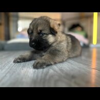 German Shepherd (Alsatian)