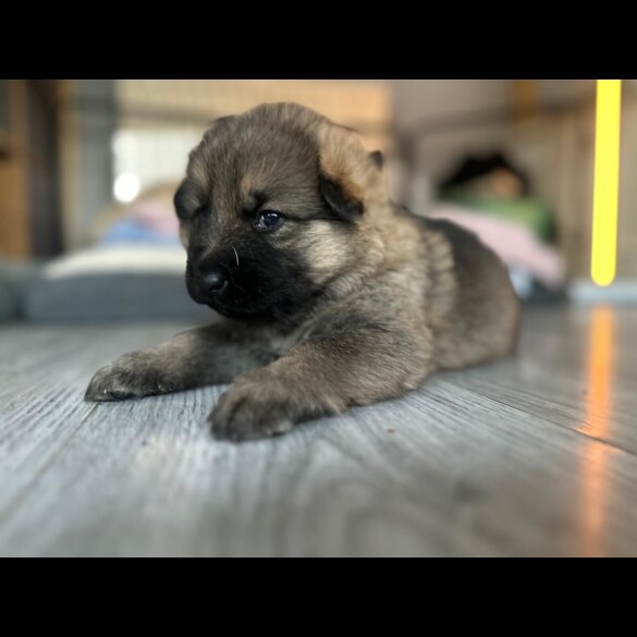 German Shepherd (Alsatian)