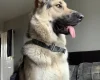 German Shepherd (Alsatian)