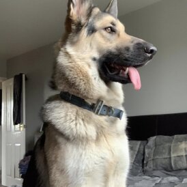German Shepherd (Alsatian)