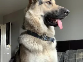 German Shepherd (Alsatian)