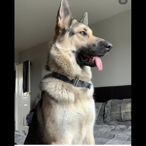German Shepherd (Alsatian)