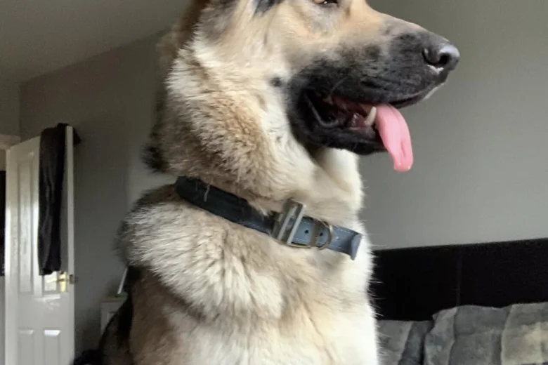 German Shepherd (Alsatian)