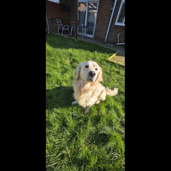 Golden Retriever
