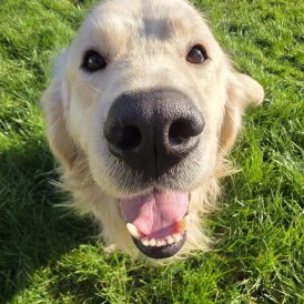 Golden Retriever