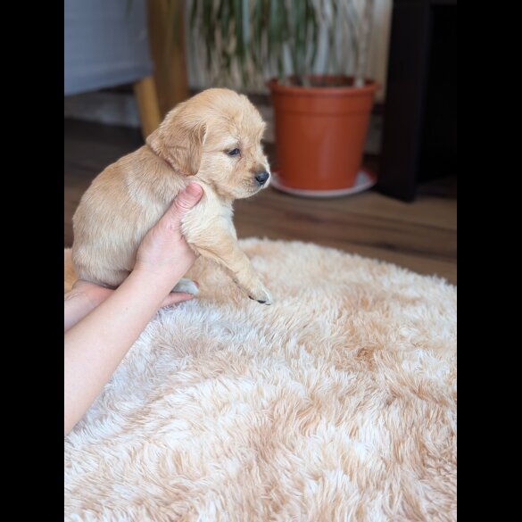 Golden Retriever