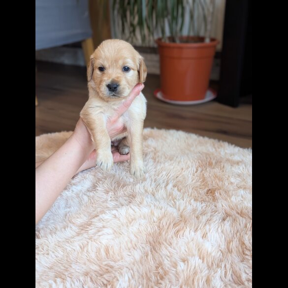 Golden Retriever