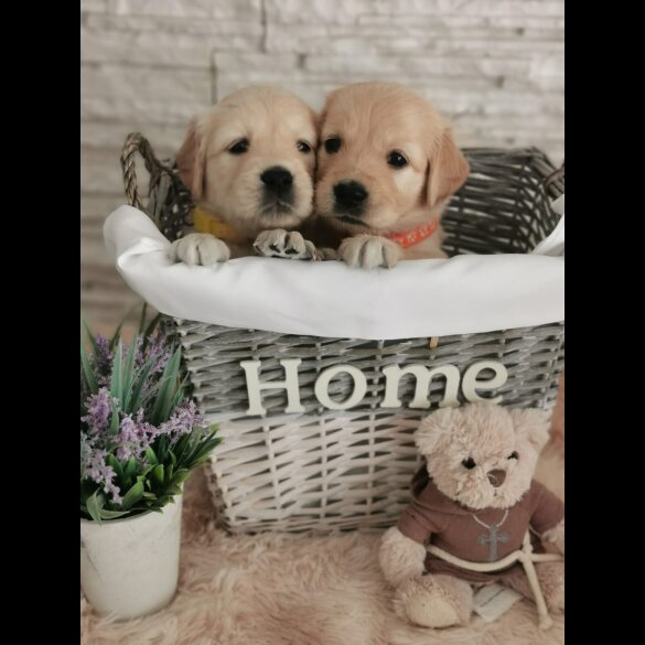 Golden Retriever