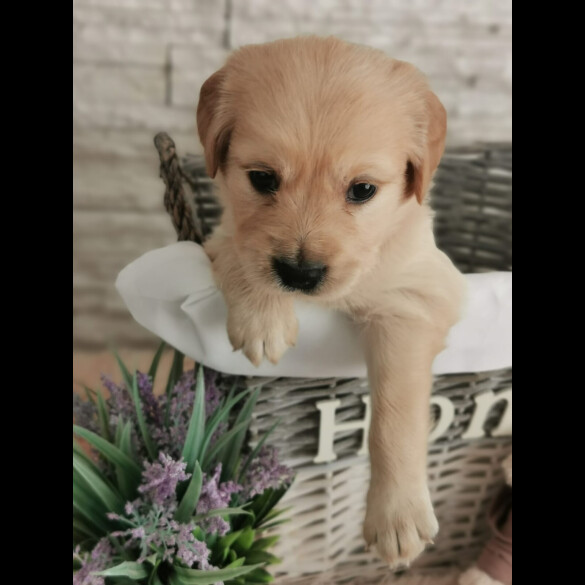 Golden Retriever