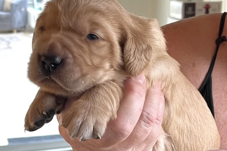 Golden Retriever