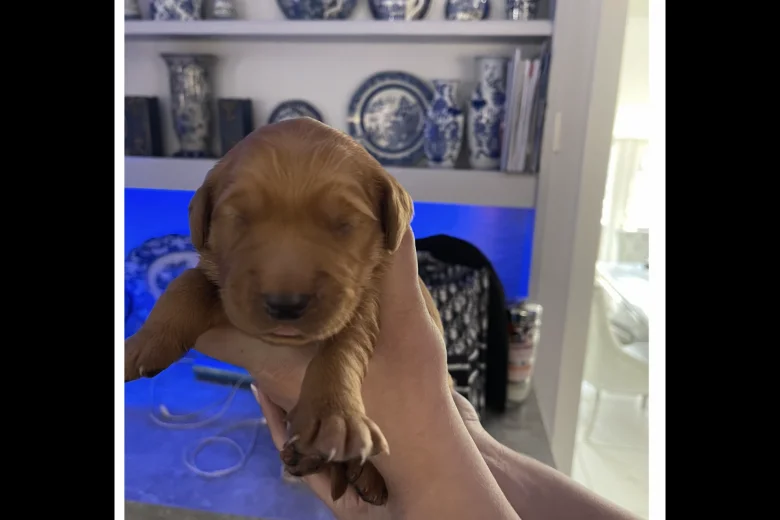 Golden Retriever