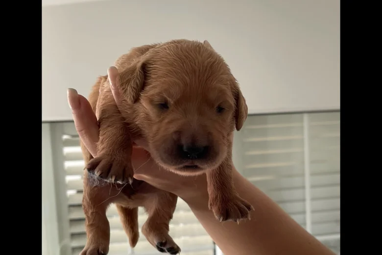 Golden Retriever