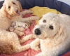 Goldendoodle