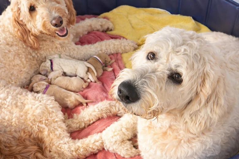 Goldendoodle