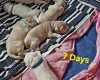 Goldendoodle