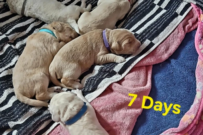 Goldendoodle