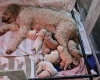 Goldendoodle