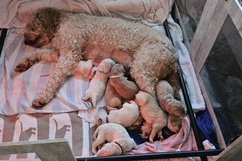 Goldendoodle