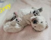 Goldendoodle