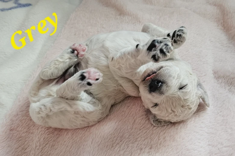 Goldendoodle