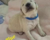 Goldendoodle