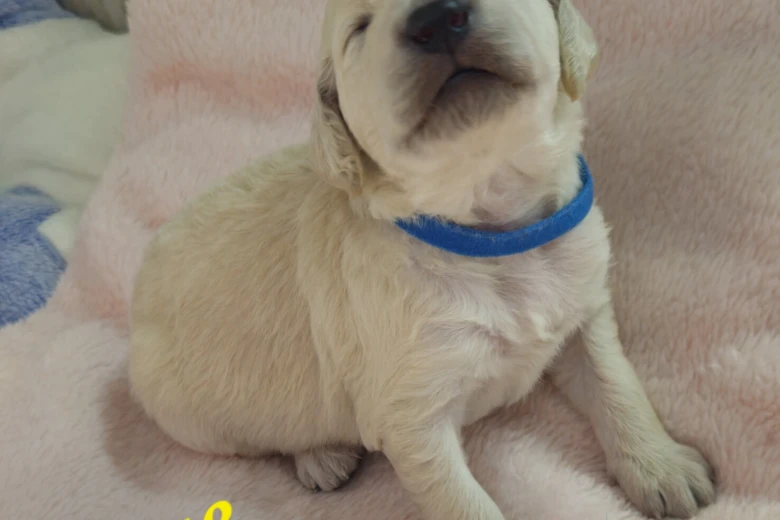 Goldendoodle