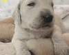 Goldendoodle
