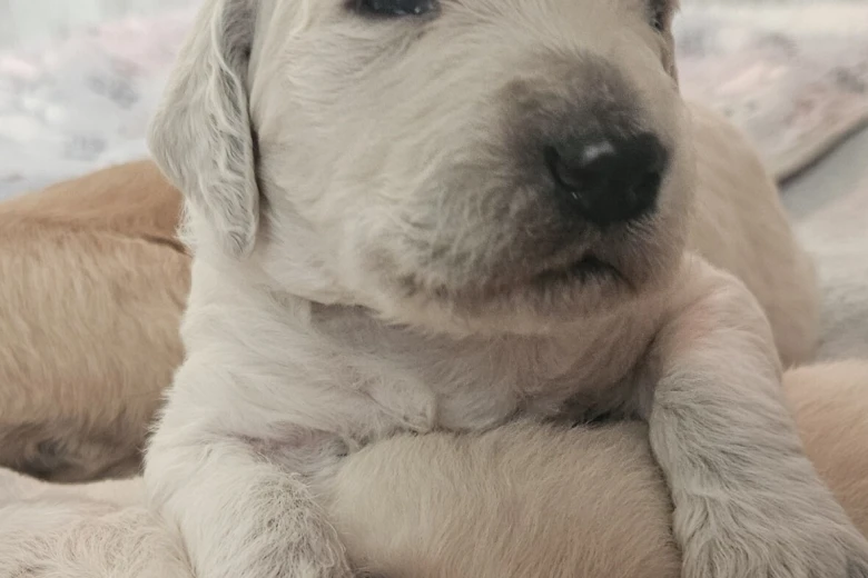 Goldendoodle