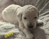 Goldendoodle