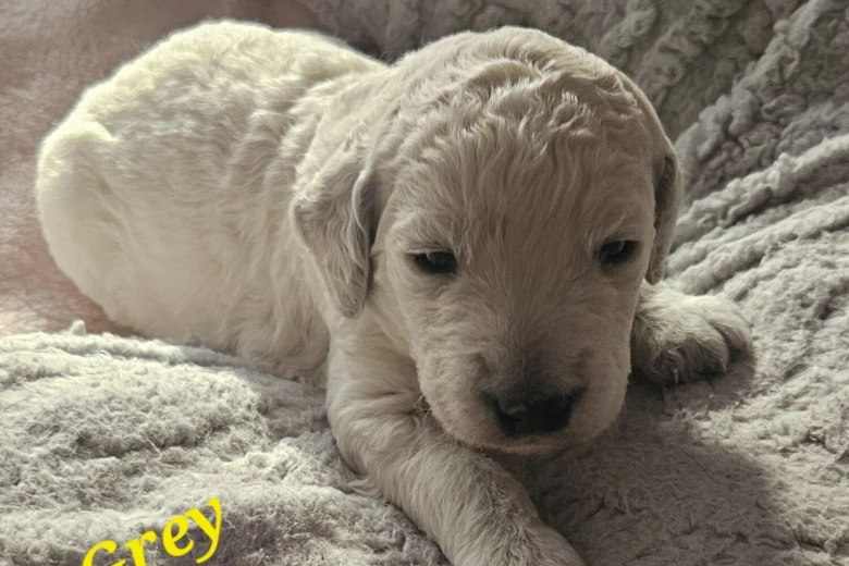 Goldendoodle