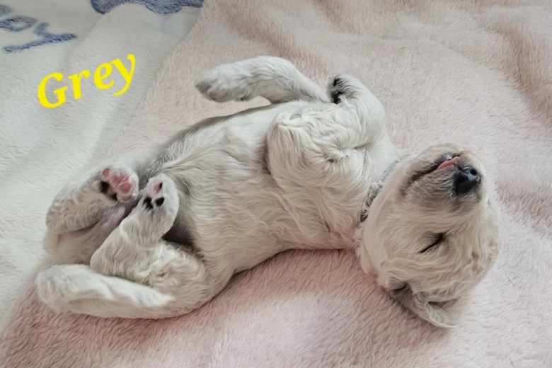 Goldendoodle