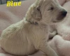 Goldendoodle