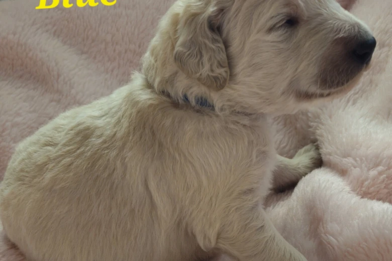 Goldendoodle