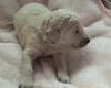 Goldendoodle