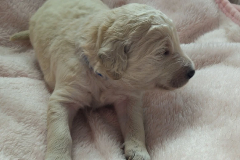 Goldendoodle