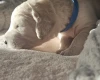 Goldendoodle