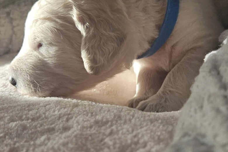 Goldendoodle