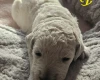 Goldendoodle