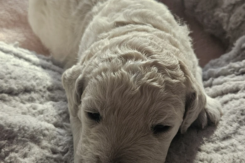 Goldendoodle