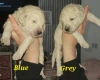 Goldendoodle