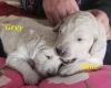 Goldendoodle